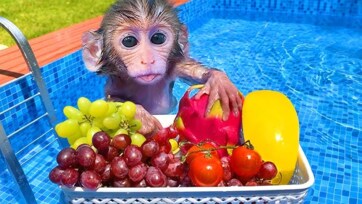 Baby Monkey Eating Fruits in the Pool – Cute Summer Splash Time