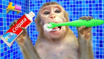Monkey baby teeth brush