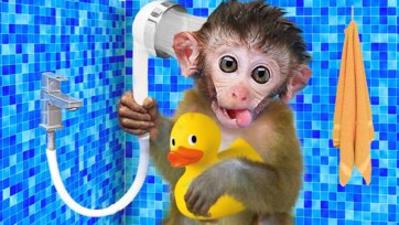 Baby Monkey and Duck Taking a Shower – Cute Animal Bath Time for Kids